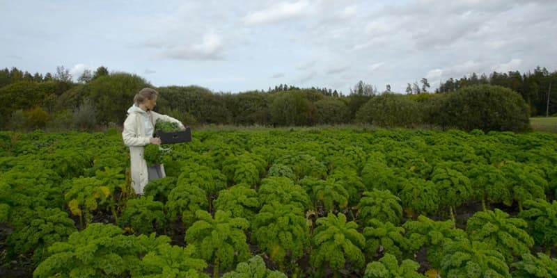 No mājas virtuves līdz starptautiskai atzinībai par labāko vegānisko produktu