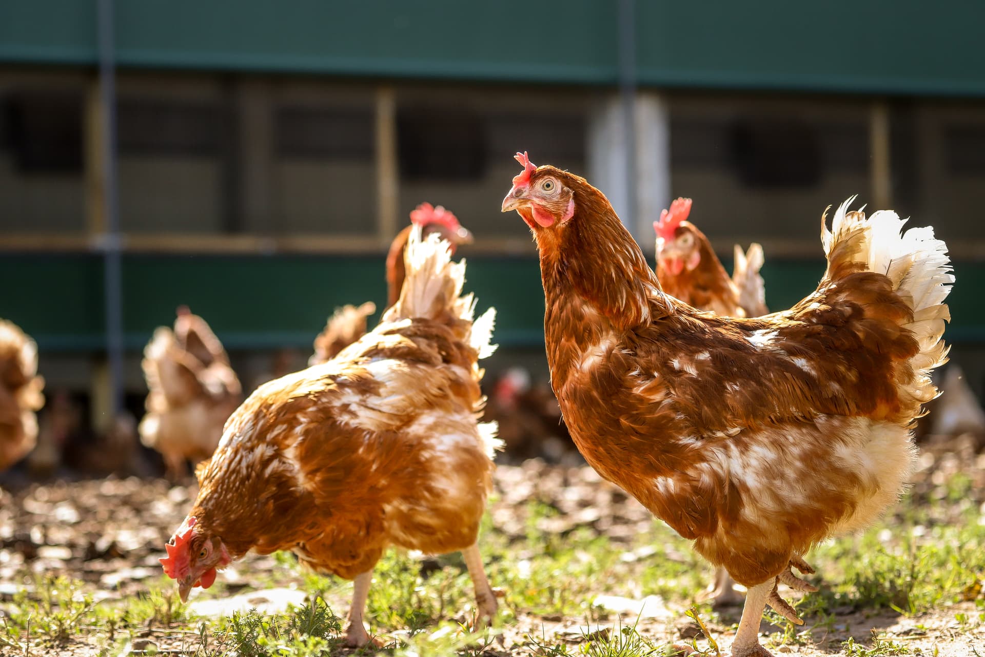 Balticovo vistas Balticovo