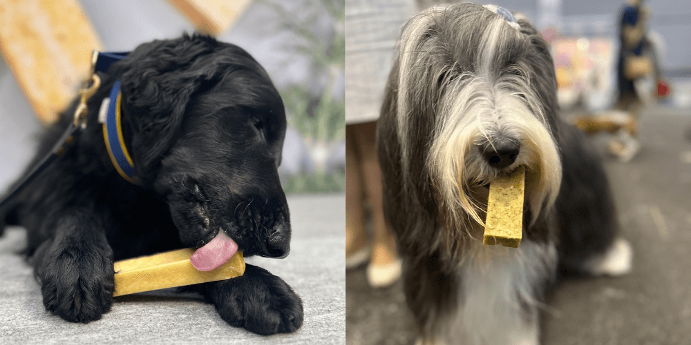 "Himalayan International" "Himalayan International"