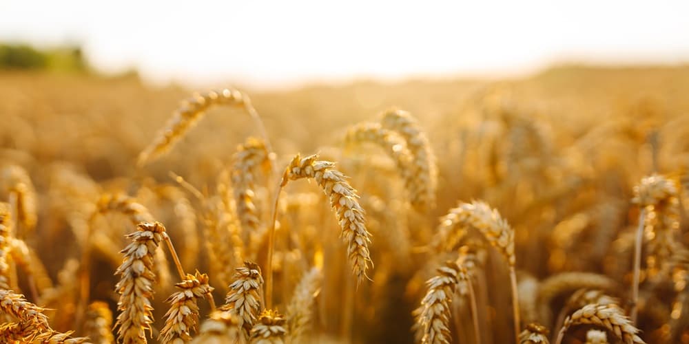 Rīgā norisināsies konference Baltic Grains & Oils Conference Rīgā norisināsies konference Baltic Grains & Oils Conference