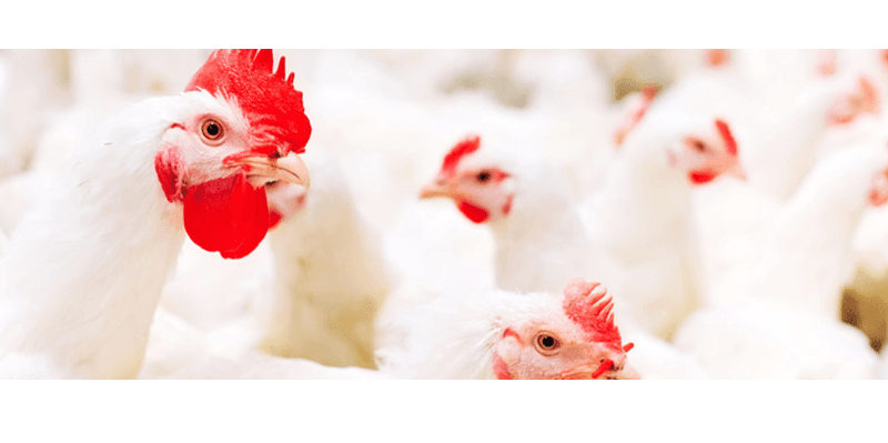 Latvijā radīta unikāla piedeva mājputnu barībai, kas dabīgā veidā cīnās pret pārtikas patogēniem Latvijā radīta unikāla piedeva mājputnu barībai, kas dabīgā veidā cīnās pret pārtikas patogēniem